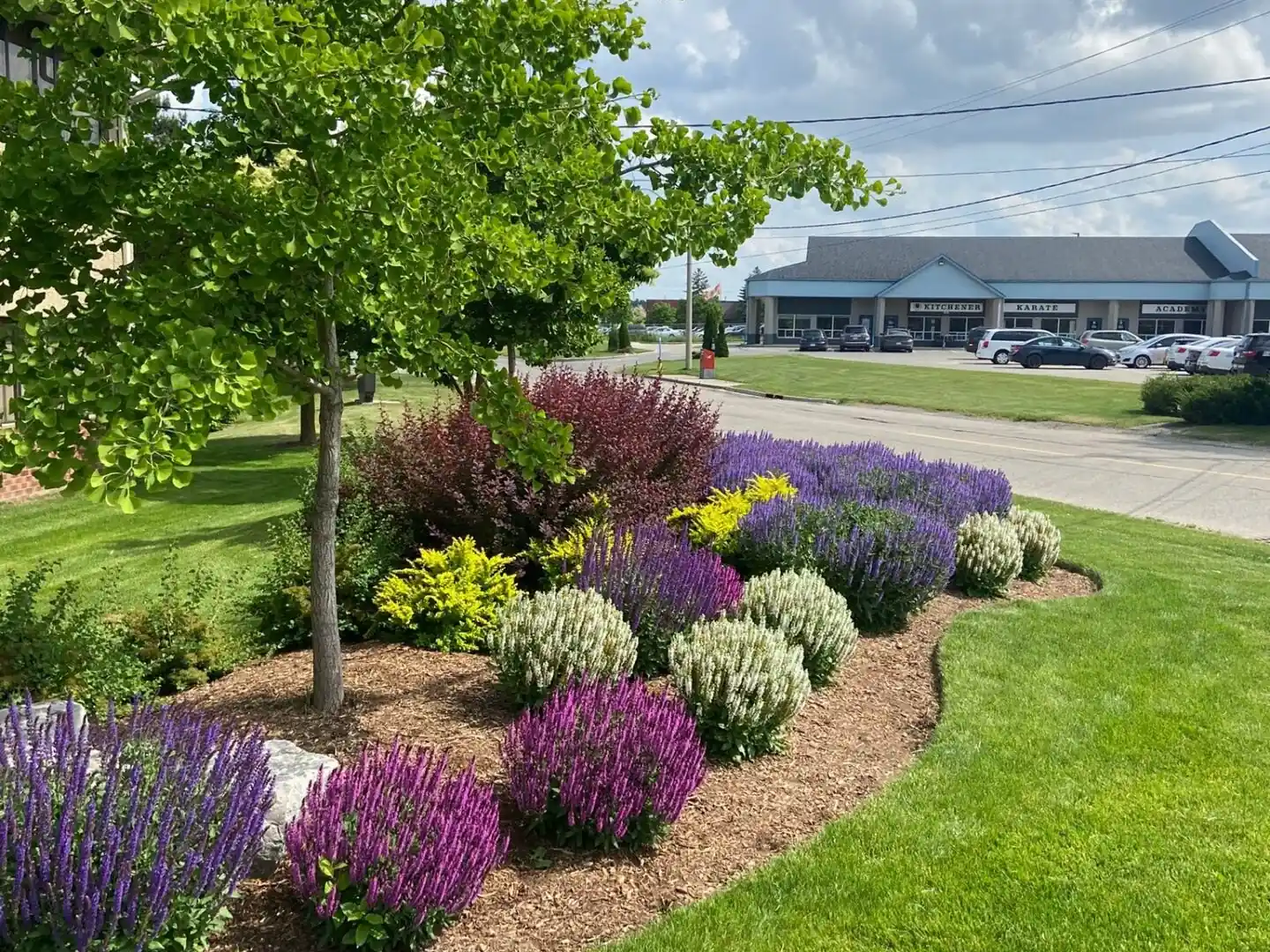 A flowering island bed MJ maintains at a commercial plaza