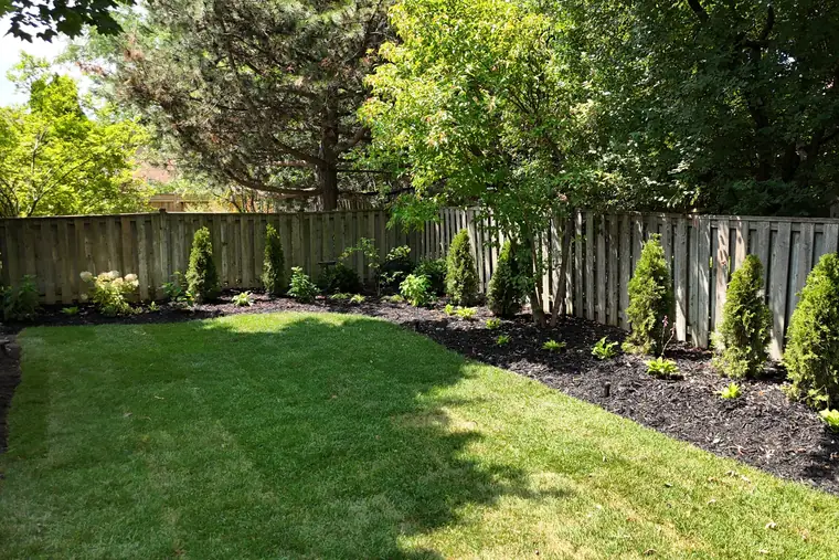 Backyard lawn edged by mulched garden beds and young cedars along a wood fence